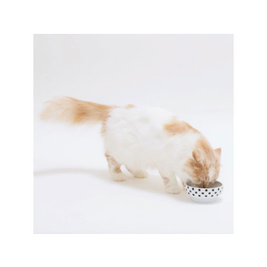 猫壱 ハッピーダイニング フードボウル 水玉 FC75395-DC-0705-01-イメージ5