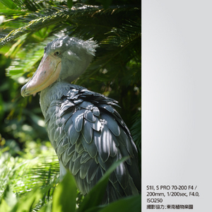 パナソニック LUMIX S PRO 70-200mm F4 O．I．S． LUMIX Sシリーズ PRO ブラック S-R70200A-イメージ11
