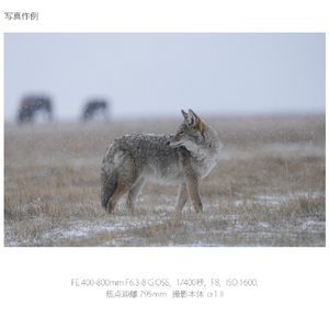 SONY デジタル一眼カメラα[Eマウント]用レンズ Gレンズ FE 400-800mm F6.3-8 G OSS SEL400800G-イメージ10