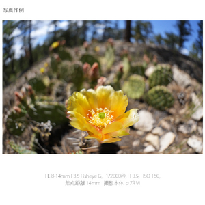 SONY Eマウント用レンズSEL814G SEL814G-イメージ16