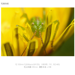 SONY Eマウント用レンズ デジタル一眼カメラα[Eマウント]用レンズ GMレンズ SEL100M28GM-イメージ16